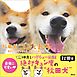 秋田犬　ゴンとトラ　あきたけんじゃないよ　あきたいぬだよ